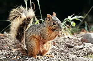 Phase Prints: North American Red Squirrel FG 11710 Eating a nut Tamiasciurus hudsonicus © Francois Gohier / ARDEA LONDON