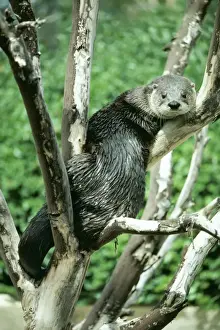 North American River Otter KF 8024 Lutra c. canadensis - North America © Kenneth W. Fink ARDEA LONDON