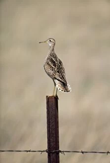 Images Dated 18th March 2011: North American Upland Sandpiper