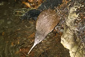 Kiwi Prints: North Island Brown Kiwi - drinking
