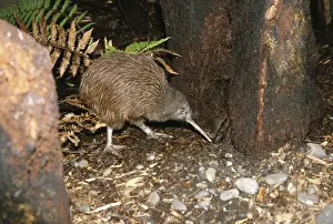 North Island Brown Kiwi - foraging