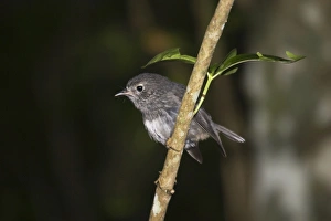 North Island Robin / Toutouwai