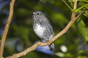 Images Dated 18th February 2007: North Island Robin - Maori name Toutouwai. Kapiti island bird sanctuary New Zealand