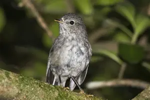 Tame Prints: North Island Robin / Toutouwai. Karori Wildlife Sanctuary New Zealand