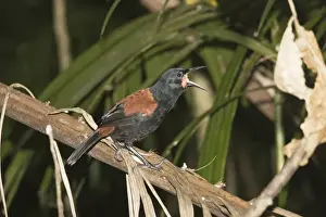 North Island saddleback - calling, Maori name Tieke. Kapiti island near Wellington New Zealand