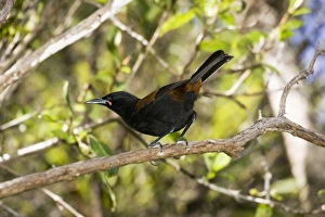 North Island saddleback - Maori name Tieke North Island saddleback - Maori name Tieke