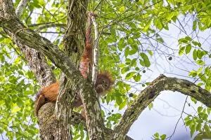 Images Dated 24th March 2014: Northeast Bornean Orangutan / Orang Utan young in trees