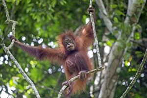 Images Dated 24th March 2014: Northeast Bornean Orangutan / Orang Utan young in trees