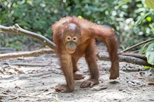 Northeast Bornean Orangutan / Orang Utan young