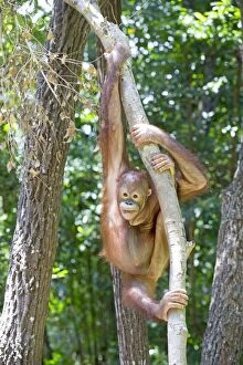 Images Dated 1st April 2014: Northeast Bornean Orangutan / Orang Utan young