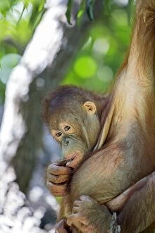 Images Dated 1st April 2014: Northeast Bornean Orangutan / Orang Utan young