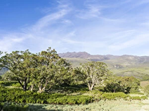 Abyssinica Gallery: Northeast Mount Kenya National Park (a UNESCO)