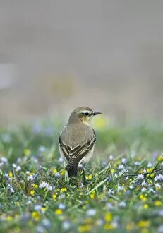 Norther Wheatear - female perched among flowers