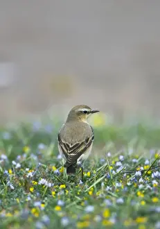 Norther Wheatear - female perched among flowers - Southern Turkey - Spring April