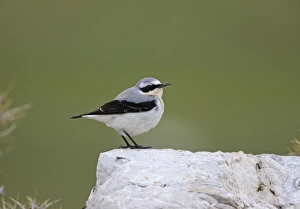 Images Dated 7th April 2009: Norther Wheatear - male perched on rock - spring - Southern Turkey