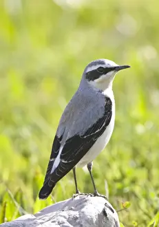 Wheatear Prints: Norther Wheatear - male - perched on rock - spring - Southern Turkey