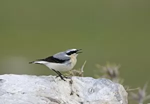 Images Dated 7th April 2009: Norther Wheatear - male singing - perched on rock - spring - Southern Turkey