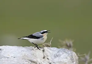 Wheatear Prints: Norther Wheatear - male singing - perched on rock - spring - Southern Turkey