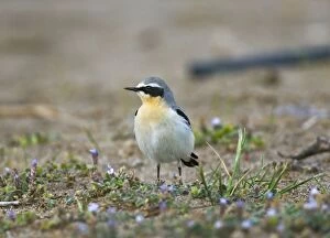 Norther Wheatear - male among spring flowers