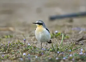 Wheatear Prints: Norther Wheatear - male among spring flowers - Southern Turkey - April