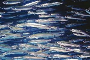 Masses Gallery: Northern Anchovy