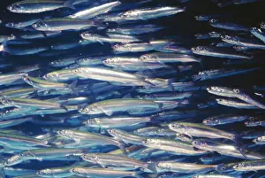 Masses Prints: Northern Anchovy (Engeraulidae) KEL 49 Canada to Northern Mexico