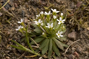 Images Dated 16th May 2006: Northern androsace (Androsace septentrionalis), N. Europe