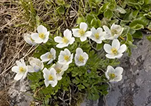 Anemones Prints: Northern Anemone - in flower, Rockies; Canada