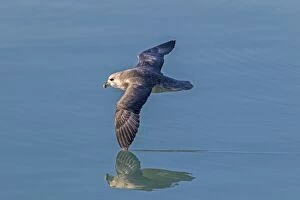 Images Dated 18th August 2012: Northern / Arctic Fulmar