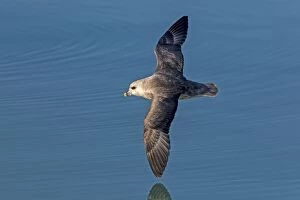 Images Dated 18th August 2012: Northern / Arctic Fulmar