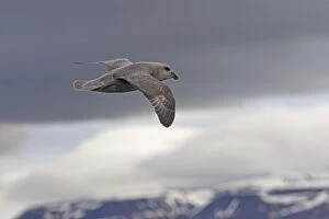 Images Dated 29th July 2012: Northern / Arctic Fulmar