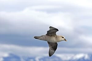 Images Dated 29th July 2012: Northern / Arctic Fulmar