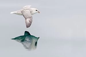 Northern / Arctic Fulmar - in flight above sea with reflecti