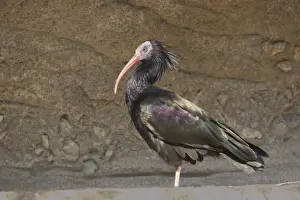 Northern Bald Ibis Geronticus eremita Apenheul Netherlands BI014015