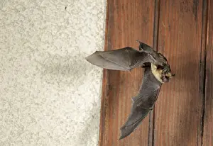 Northern Bat - in flight in front of house