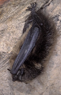Images Dated 9th November 2011: Northern Bat - hibernation at cave - the Ardennes - Belgium