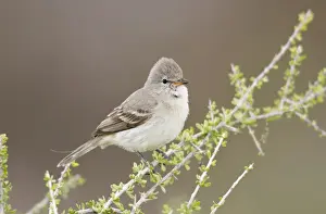 Northern Beardless Tyrannulet - April - Arizona - USA
