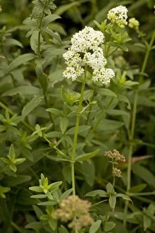 Images Dated 4th August 2006: Northern bedstraw (Galium boreale), Teesdale