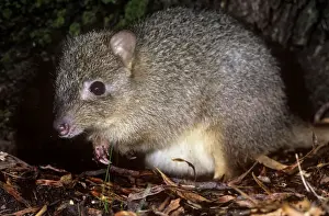 Rat Kangaroos Prints: Northern Bettong - Australia