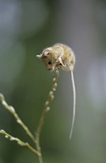 Northern Birch Mouse - explores willow branch, feeding on buds Northern Birch Mouse - explores willow branch, feeding on buds