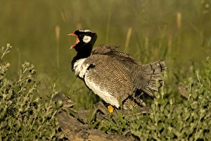 Images Dated 26th February 2006: Northern Black Korhaan Display calling during the breeding season. Namibia, Africa