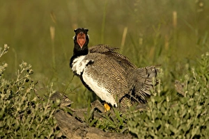 Images Dated 26th February 2006: Northern Black Korhaan Display calling during the breeding season. Namibia, Africa