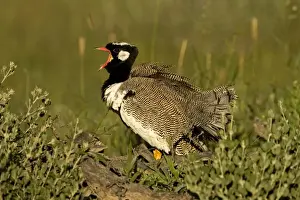 Northern Black Korhaan Display calling during the breeding season. Namibia, Africa