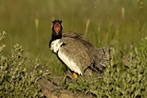 Northern Black Korhaan Display calling during the breeding season. Namibia, Africa