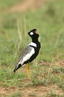 Images Dated 5th January 2004: Northern Black Korhaan. Display. Namibia