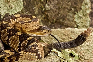 Northern Black-tailed Rattlesnake, Crotalus