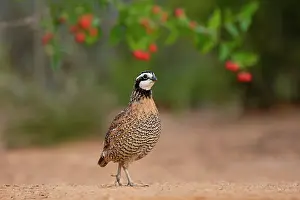 Starr Prints: Northern Bobwhite (Colinus virginianus) feeding Date: 06-05-2020