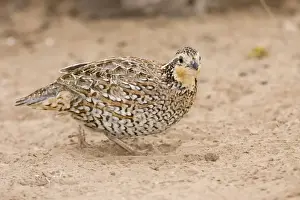 Gamebird Prints: Northern Bobwhite - female, small Chicken -like bird of eastern US and Mexico