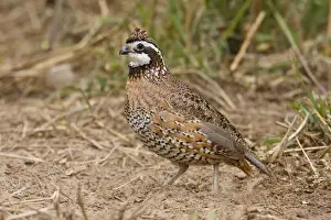 Northern Bobwhite - male, Small Chicken -like bird of eastern US and Mexico. South Texas in March