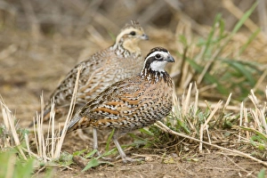 Northern Bobwhite - small Chicken -like bird of eastern US and Mexico Northern Bobwhite - small Chicken -like bird of eastern US and Mexico